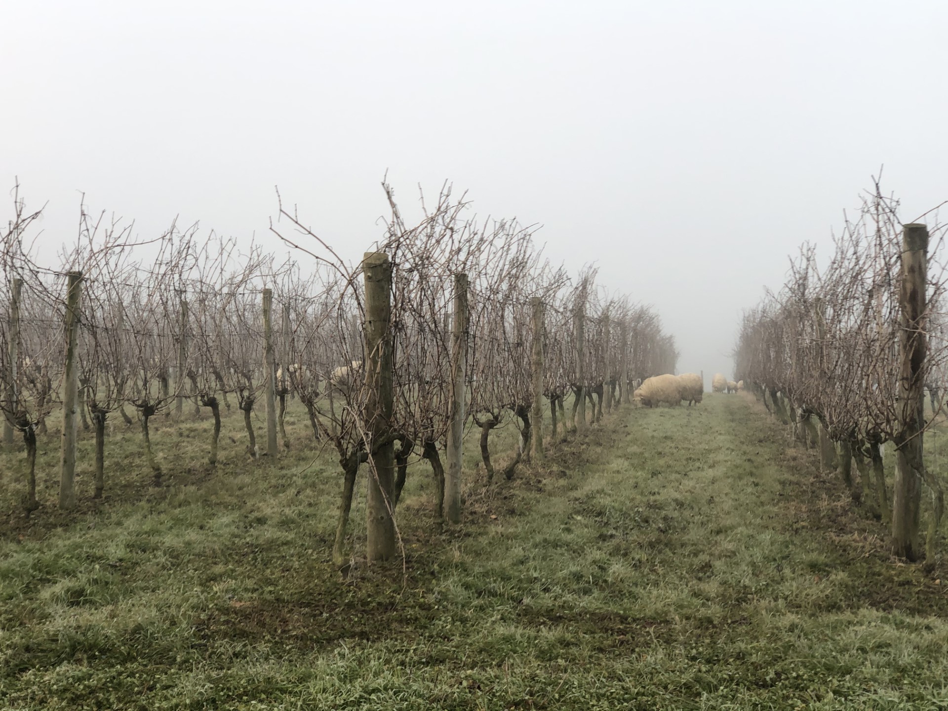 viñedo invierno